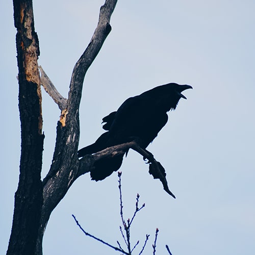 Image of a crow perched on a branch in a bare tree, cawing  - Stefan Cosma on Unsplash