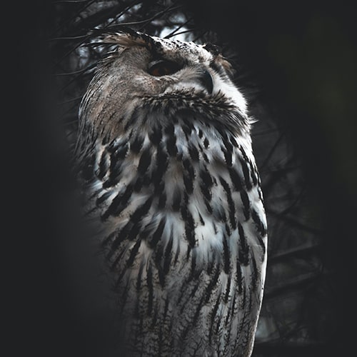 Photo of a black and white owl perched within and behind a plethora of tree branches - Valentin Petkov on Unsplash