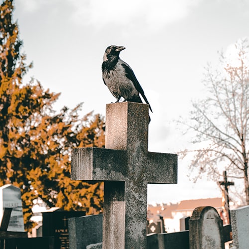 Photo of a magpie (or raven) perched atop a concrete cross grave in a cemetery - Matthias Müllner on Unsplash (edited by me)