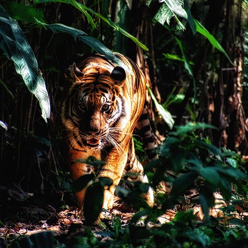 Photo of a tiger lurking in a forest clearing - Zulnureen Shariff on Unsplash