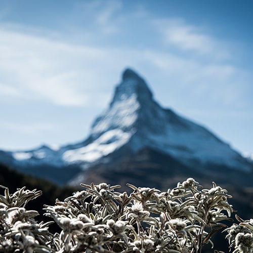 Photo of edelweisse flowers with blurred/unfocused Matterhorn in the background - Stéphane Mingot on Unsplash