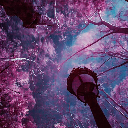 Worm's eye photo of a pink landscape with trees and a tree light against a deep turquoise-blue sky - Jr Korpa on Unsplash