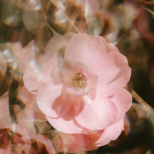 Double-exposure photo of a pink flower in a fractal pattern around the original - Annie Spratt on Unsplash