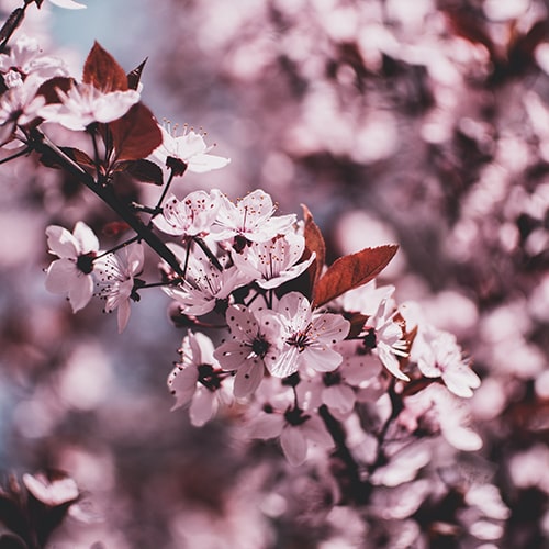 Focused shot of a sakura branch against blurred/unfocused sakura branch clusters - fotografierende on Unsplash