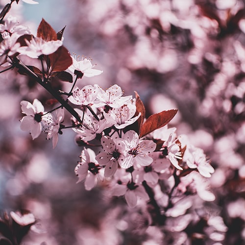 Focused shot of a sakura branch against blurred/unfocused sakura branch clusters