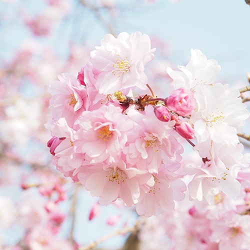 Focused shot of a sakura blossom against blurred/unfocused flowers/branches and the sky - Lily memory on Unsplash