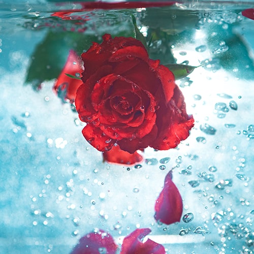 Photo of a rose and petals under water - Jamie Street on Unsplash