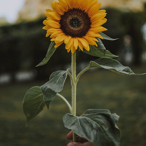 Photo of a hand holding a large sunflower by the stem - fotografierende on Unsplash