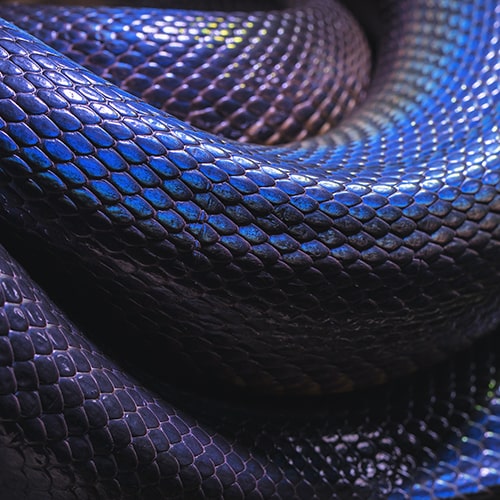 Close-up shot of the scales of a coiled, iridescent snake (Australian Water Python) - David Clode on Unsplash