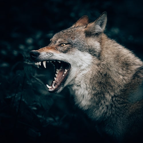 Photo of a snarling gray wolf - Philipp Pilz on Unsplash