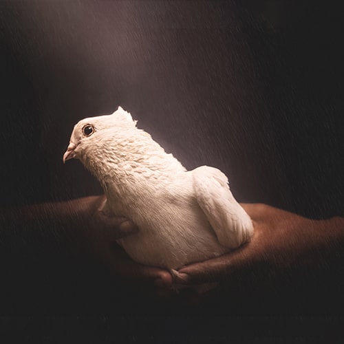 Close-up shot of a dove being held by a pair of hands against a grainy/rainy-looking background
