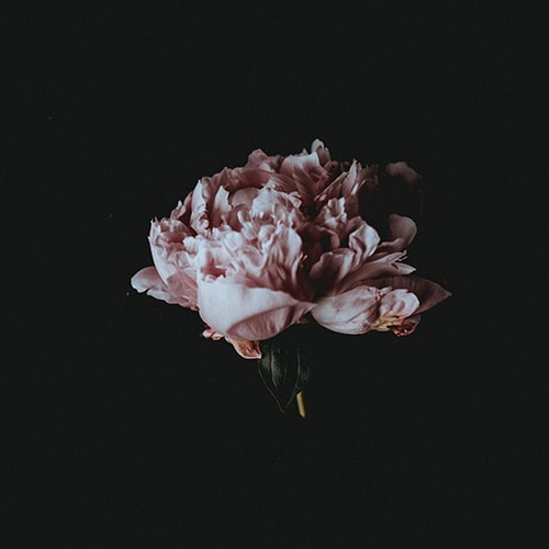 Close-up shot of a single pink peony on a black background