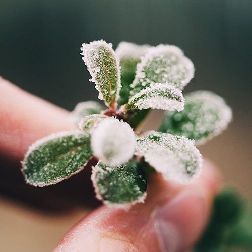 Photo of someone holding a small, frost-covered plant